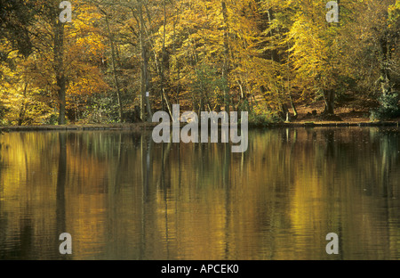 Herbstliche Bäume und Reflexionen im Teich, Fuhrleute Wells, Grayshott, in der Nähe von Hindhead, Surrey/Hampshire, England, UK Stockfoto