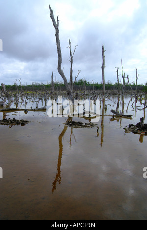 Der versteinerte Wald, Celestun Biosphärenreservat, Yucatan, Mexiko. Stockfoto