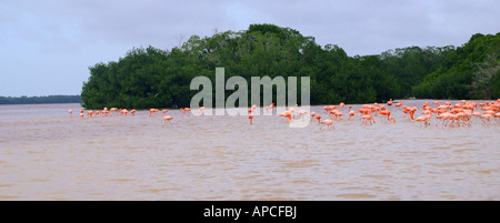 Amerikanische Flamingo-Kolonie, The Celestun Wildlife Refuge, Yucatan, Mexiko Stockfoto