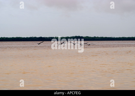 Celestun Wildlife Refuge, Yucatan, Mexiko Stockfoto