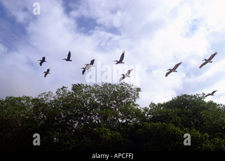 Celestun Wildlife Refuge, Yucatan, Mexiko Stockfoto