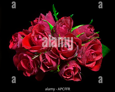 Posey rote Rosen Stockfoto