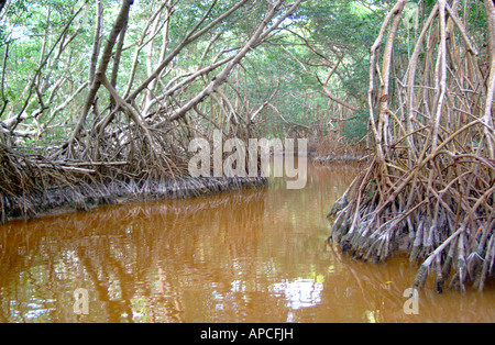 Mangrovenwald, Celestun, Yucatan, Mexiko Stockfoto