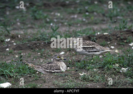 Stone Curlew Burhinus oedicnemus Stockfoto