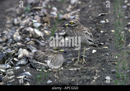 Stone Curlew Burhinus Oedicnemus Brutpaar am nest Stockfoto