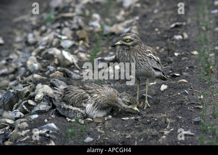 Stone Curlew Burhinus Oedicnemus flicking Steinen sitzend auf nest Stockfoto