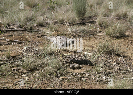 Spotted Dikkop oder Thicknee Burhinus Capensis am nest Stockfoto