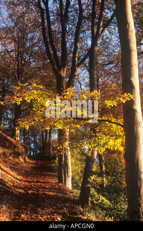 Herbst-Szene auf Birdlip Hügel, Birdlip, in der Nähe von Gloucester und Cheltenham, Cotswolds, Gloucestershire, England, UK Stockfoto