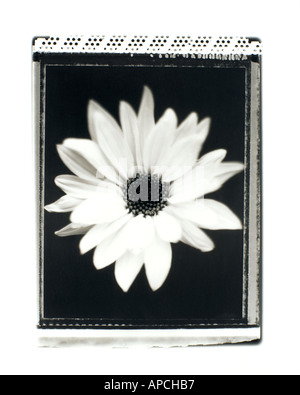 DAISY-SCHUSS AUF POLAROID TYP 55 Stockfoto