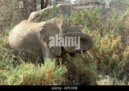 Junge afrikanische Elefant das Ohr kratzen Stockfoto