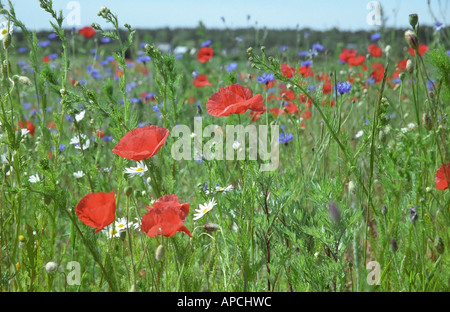 Mittsommer Mohn Feld in Gotland Schweden Stockfoto