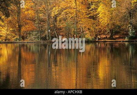 Herbstliche Bäume und Reflexionen im Teich, Fuhrleute Wells, Grayshott, in der Nähe von Hindhead, Surrey/Hampshire, England, UK Stockfoto