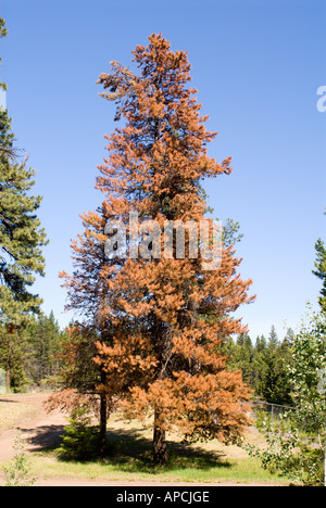 Lodgepole Pine Pinus Contorta Vielzahl Latifolia auch bekannt als Kiefer Peeling Schwarzkiefer und Latschenkiefer Stockfoto