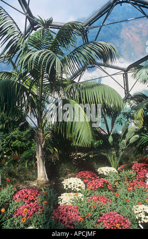 Palm Tree und bunten Blumen, in der warmen gemäßigten Biome, Eden Project, in der Nähe von St Austell, Cornwall, England, UK Stockfoto
