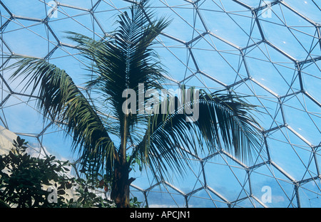 Palm Tree und Glas-Dach-Muster, in den feuchten Tropen Biom, Eden Project, in der Nähe von St Austell, Cornwall, England, UK Stockfoto