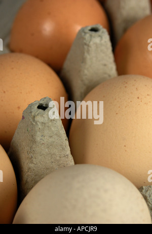 sechs braunen Eiern in einem Karton Eierkarton Stockfoto