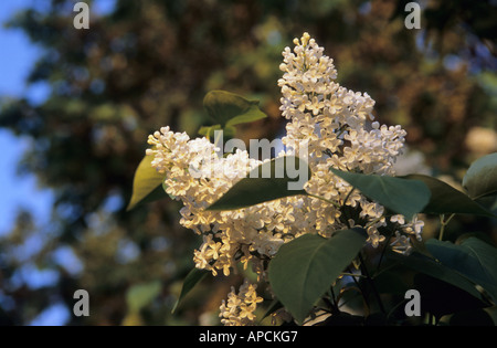 Spray von Flieder Syringa vulgaris Stockfoto