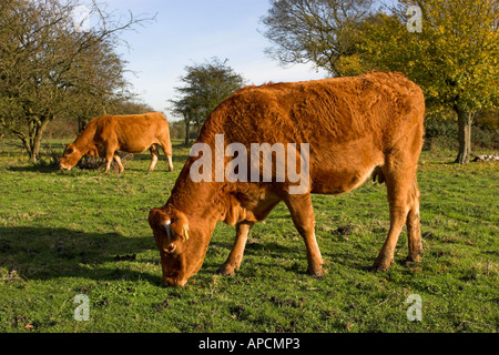 Rinder, die Risse in Hatfield Wald in Essex, England Stockfoto