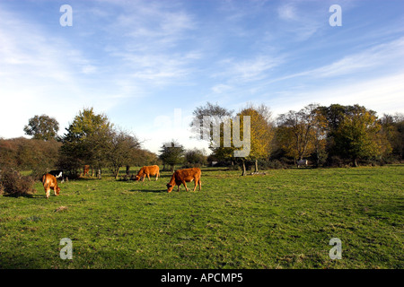 Rinder grasen auf einer Wiese in Hatfield Forest, Essex, England Stockfoto