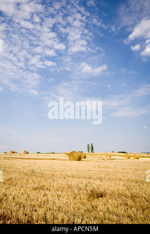 haybales on a harvested wheat field in late summer, blue sky Stockfoto
