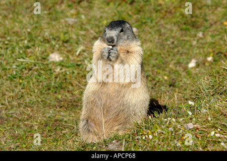 Alpine Marmot sitzen aufrecht auf den Hinterbeinen und Essen, Französische Alpen Stockfoto