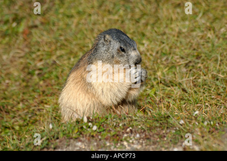 Alpine Marmot sitzen aufrecht auf den Hinterbeinen, Französische Alpen Stockfoto