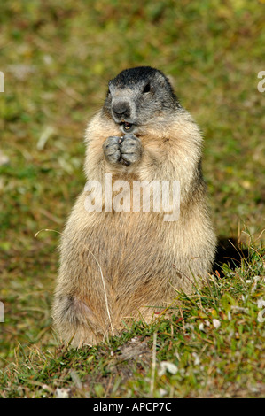 Alpine Marmot sitzen aufrecht auf den Hinterbeinen, Französische Alpen Stockfoto