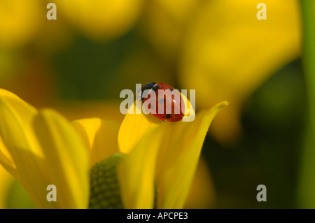 Ein Marienkäfer ernährt sich von einer gelben Blume. Stockfoto