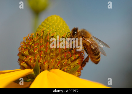 Ein Honig Biene Apis Mellifera ernährt sich von einer gelben Rudbeckia-Blume Stockfoto