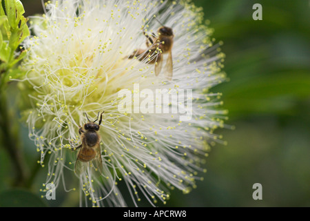 Bienen sammeln Nektar aus einer Blume Calliandra Stockfoto