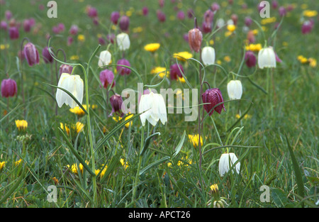 Schlangen Kopf Fritillary Blumen auf North Meadow National Nature Reserve in der Nähe von Cricklade Gloucestershire, England Stockfoto