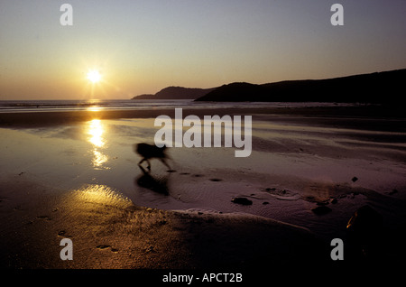 Hund am Strand im Whitesands Bay in der Nähe von St David s auf der Pembrokeshire Coast Path Wales Stockfoto