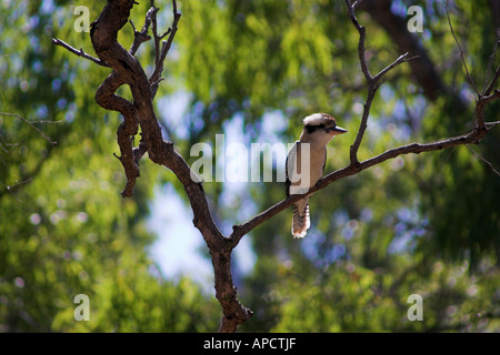 Kookaburra auf einem Baum Tannum Sands-Queensland-Australien Stockfoto