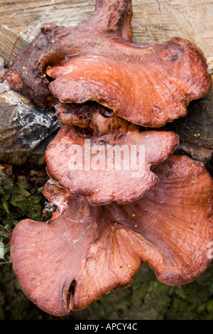 Farbbild des roten Pilze wachsen aus einem Baumrinde in den Wäldern hautnah Stockfoto
