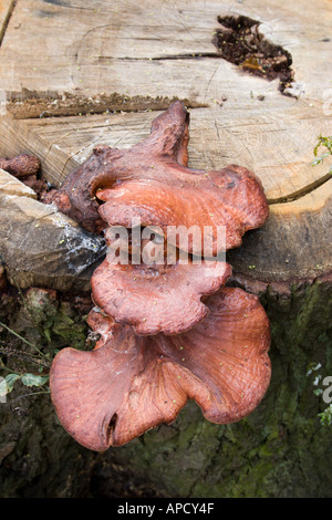 Farbbild des roten Pilze wachsen aus einem Baumrinde in den Wäldern hautnah Stockfoto
