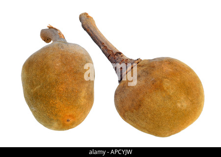 Baobab Brot Monkey Affe Tamarind Affenbrotbäume Digitata Früchte Stockfoto