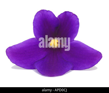 African Violet Saintpaulia Ionantha einzige Blüte Stockfoto