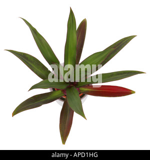 Moses in der Wiege Oyster-Anlage Rhoeo Rhoeo Spathacea Tradescantia Spathacea topview Stockfoto
