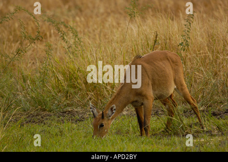 Jackale oder Blue Bull - junger Mann. Bharatpur National Park oder Keoladeo Ghana Heiligtum. Rajasthan. Indien. Stockfoto
