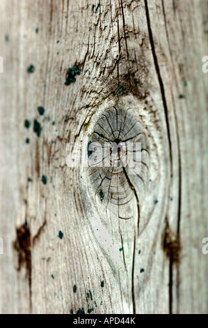 Closeup Bild eines Knotens In einem Stück Holz. Stockfoto