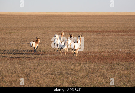 Kleine Herde von Pronghorn Antilope auf dem Grasland Stockfoto