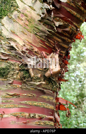 Prunus Serrula Rinde Stockfoto