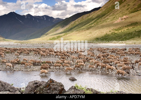 Alaska, Anwr arctic national Wildlife Refuge, Karibus Wandern Norden Kongakut Fluss entlang nach Kalben Boden im Frühsommer Stockfoto