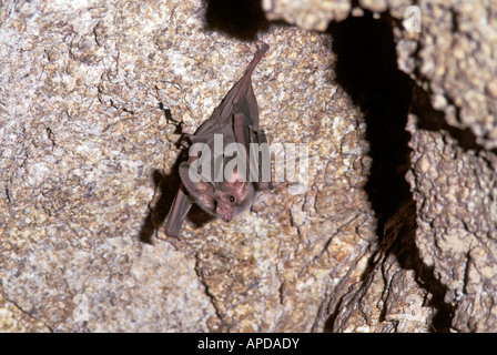 California Blatt-gerochene Bat Macrotus Californicus Alamos Sonora MEXICO Januar erwachsenen männlichen Phyllostomidae Stockfoto