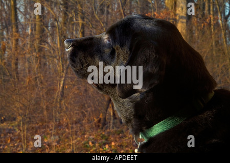 SunsetLabrador Retriever im Wald Stockfoto