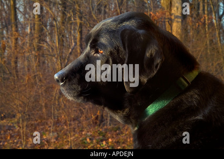 SunsetLabrador Retriever im Wald Stockfoto