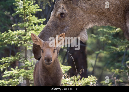 Alaska Denali Nationalpark Elchen Alces Alces Mutter und Elch Kalb Stockfoto