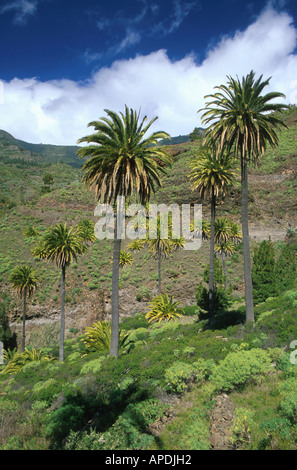 Palmen Bei Lo del Gato, La Gomera Kanarische Inseln Stockfoto