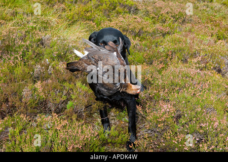 Labrador Holding Moorhuhn nach dem pflücken Vogel, Schottland, UK Stockfoto