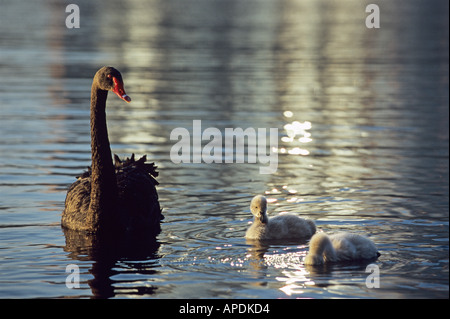 Ein Mutter schwarzen Schwan schützt ihre Babys am Lake Eola in der Innenstadt von Orlando Florida Stockfoto